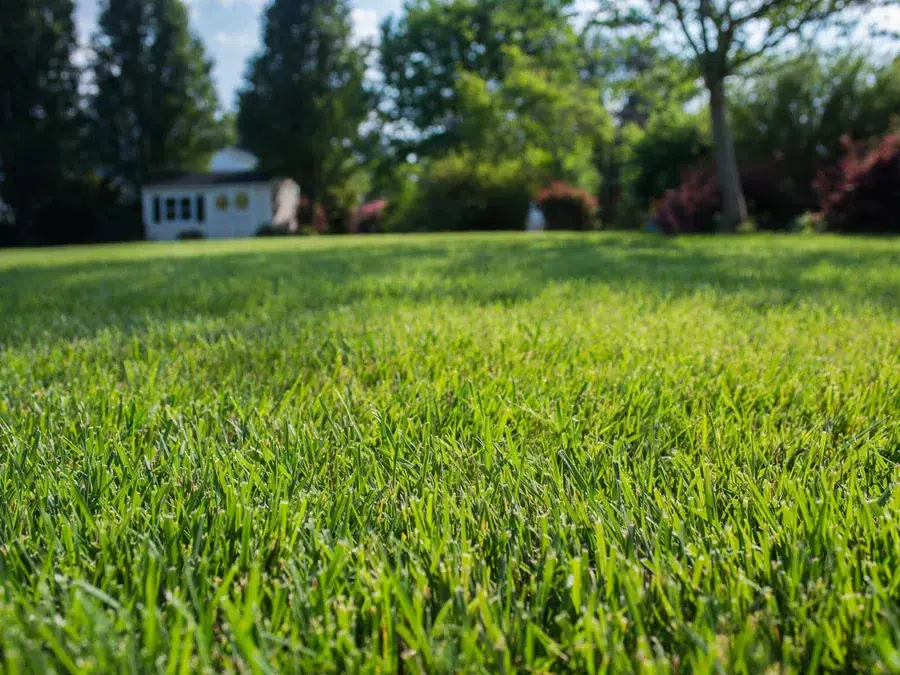 elite tall fescue sod installation Cumming GA