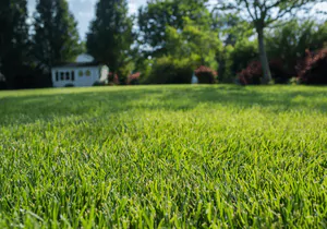 elite tall fescue sod