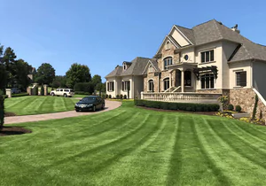 zenith zoysia sod