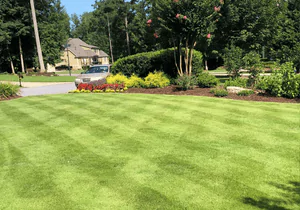 zeon zoysia sod